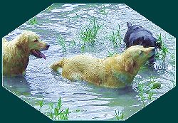 Three labradors swimming in pond.