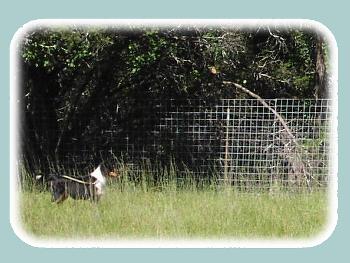 Collie in field with trees