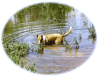 Dog standing in pond.